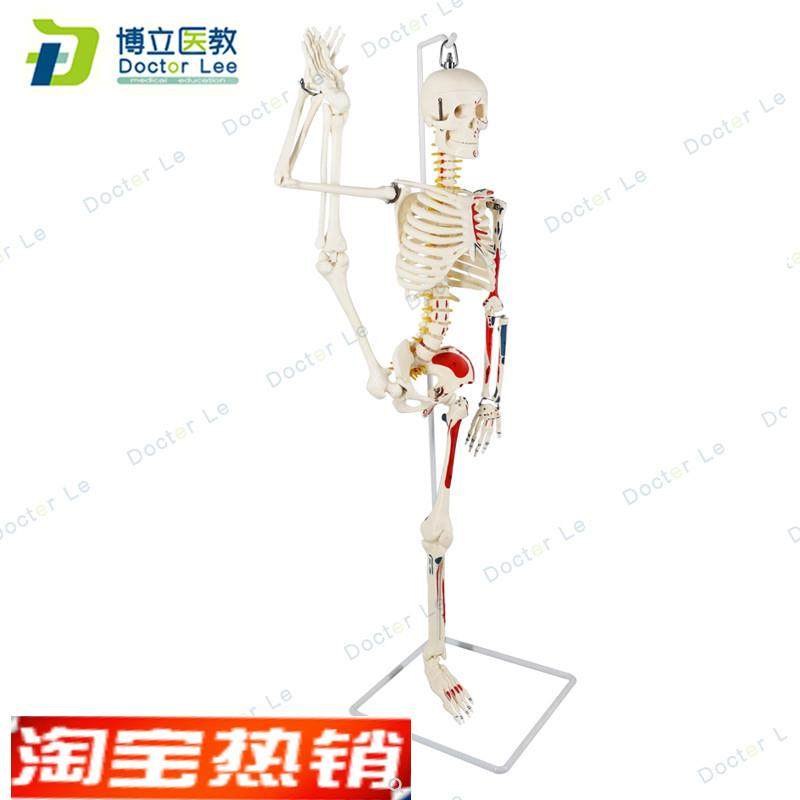 85cm人体骨架模型r肌肉起止点瑜伽教学脊柱可弯曲关节可活动,玩具/童车/益智/积木/模型,其他模型玩具,淘宝优惠券,粉丝福利购,淘宝优惠卷