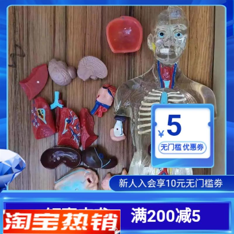 人体器官模型五脏六腑内脏可拆卸系统结构P医学色透明工厂直销