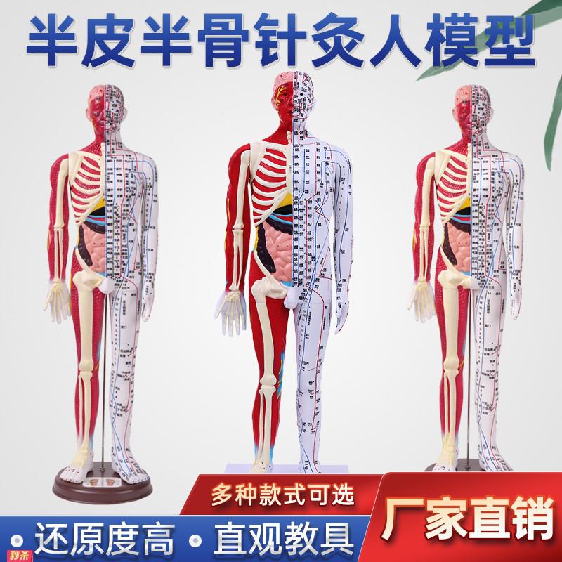 超清晰60CM80CM人体针灸模型半肌肉骨骼内脏模型中医经络穴位模