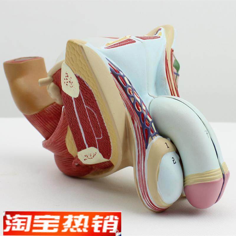 颐诺正品男c性生殖器泌尿模型男科模型睾丸解剖模型计生健康展示