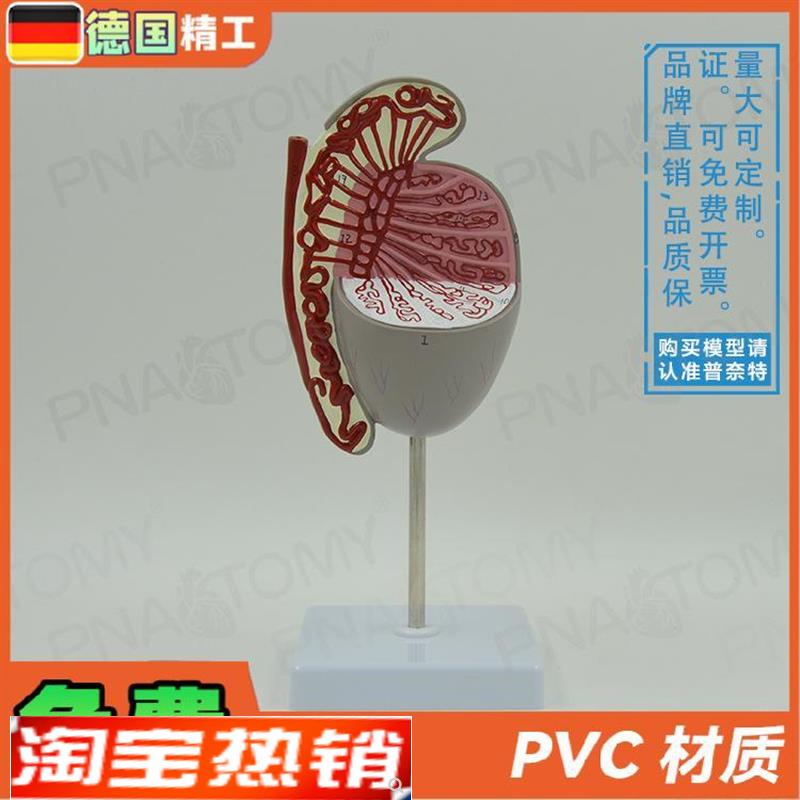 德国】男性生殖系统睾丸结构解剖模型生L殖科男科泌尿科计生展示