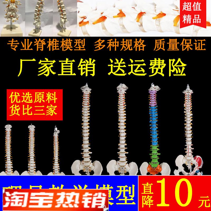 人体脊椎模型骨架骨盆o腰椎脊柱器官医学神经骨骼仿真解剖骨头教