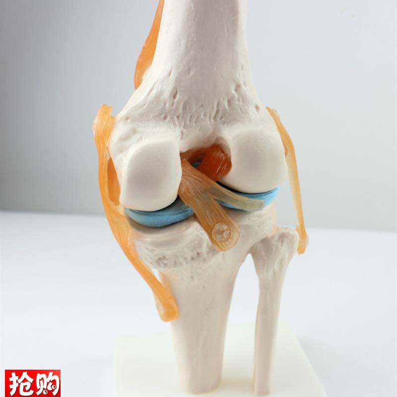 ENOVO颐诺医学人体q功能性膝关节模型韧带滑车关节人体骨关节髌骨