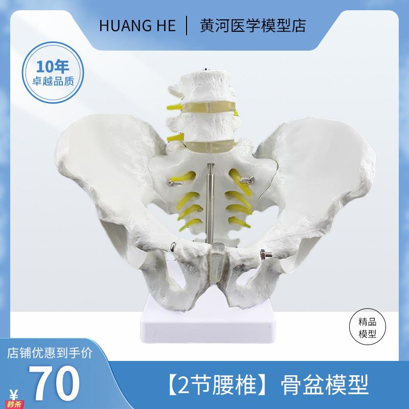人体二节腰椎带盆骨模型彷真骨骼模型人骨架脊椎模型骨盆模型