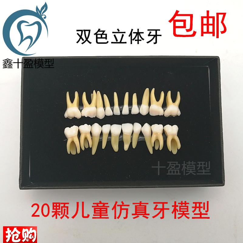 20颗双色乳牙有牙根开髓t离体牙模型儿童全口标准牙齿模型M7020