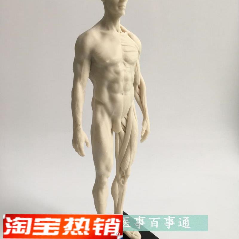 30cm医学绘画参考头骨模型半身像艺用人体肌肉骨骼解剖Z结构白胚