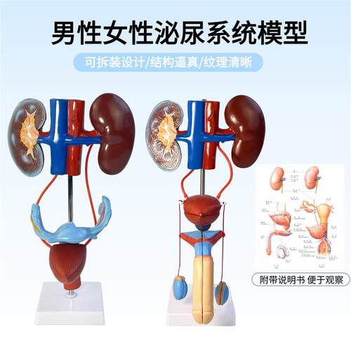 可拆装男女性泌尿生殖系统结构解剖模型人体器官构造医院学校教学