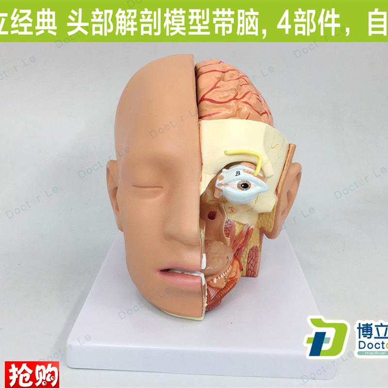 教学头部解剖g模型自然大4部件大脑模型口腔鼻咽喉科头部颅脑解剖