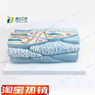 正品心肌组织模型心肌细胞心肌I工程微观模型心脏模型