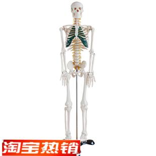 人体骨骼带神经模型85CM 全Y身带支架