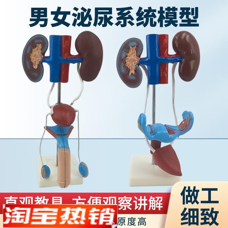 男性女性泌尿生殖系统模型肾脏解剖模具J膀胱输尿管结构造立体教