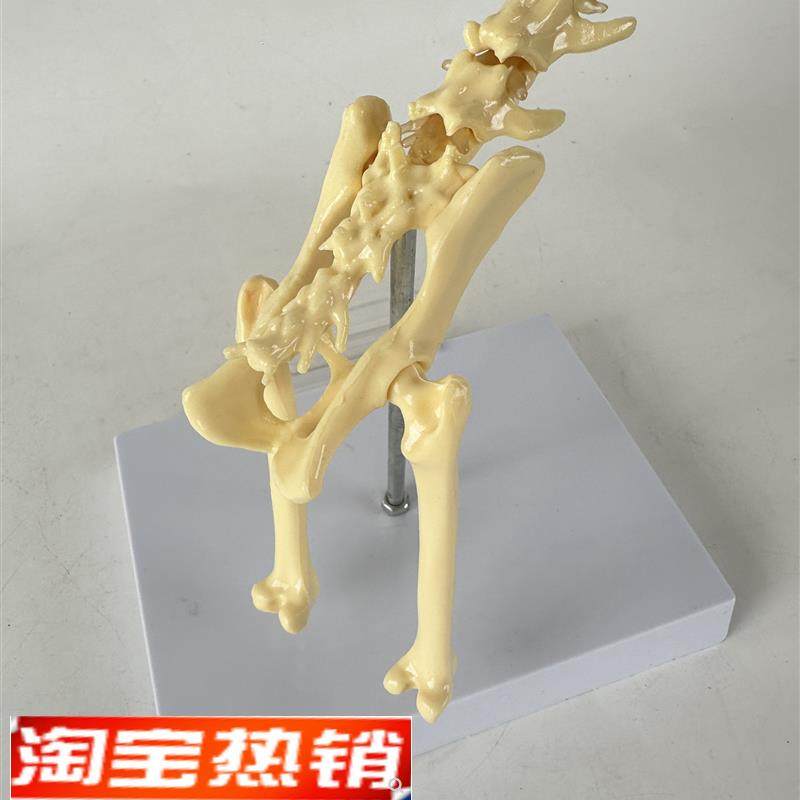 猫的髋骨头关节仿真骨四肢腿骨脊柱G肱骨肩胛骨动物标本犬骨模型