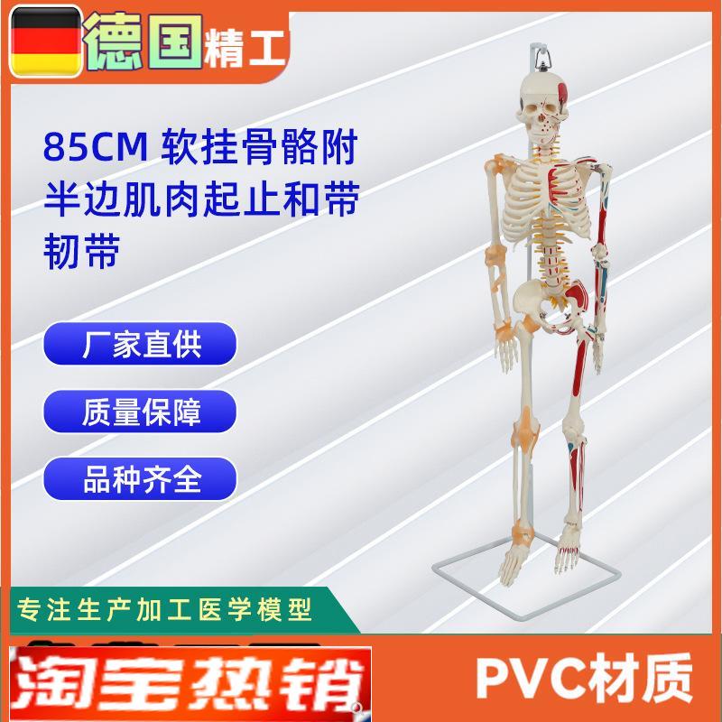 85CM软挂骨骼附半p边肌肉起止和带韧带模型人体骷髅骨架医学模型