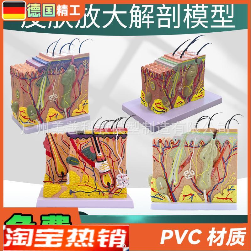 人体皮肤结构解剖模n型组织层次放大皮肤构造具微整形演示美容教