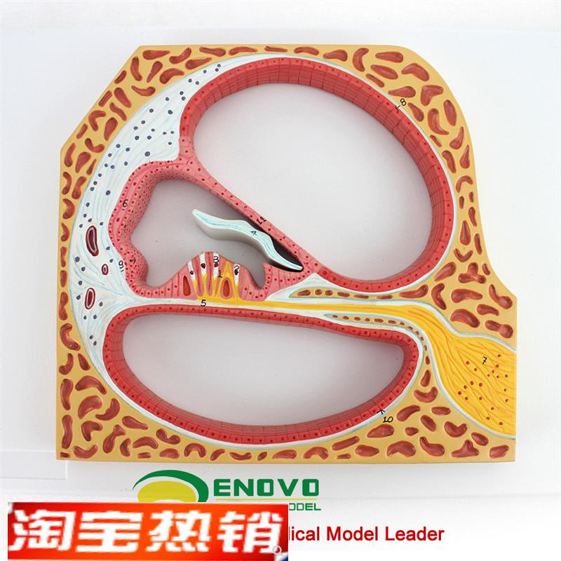 ENOVO颐诺人体螺旋器Corti器科蒂氏器L官耳鼻喉科耳朵模型医学用