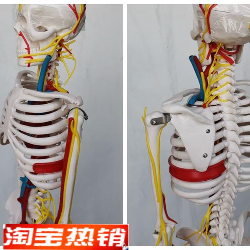 85cm人体骨骼模型心脏主动静脉血管骷髅骨U架医用教学讲解
