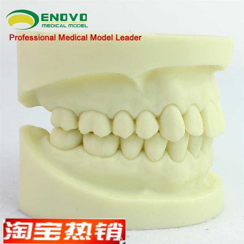 ENOVO颐诺白刚玉p牙模型牙体预备操作制备练习离体牙洞备牙医练