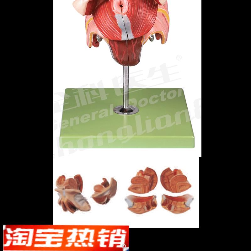 女性生殖器官结构s模型/解剖模型A15105