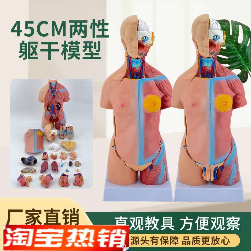 45CM人体躯干解剖模型器官可z拆卸医学教学心脏内脏模型两性23件