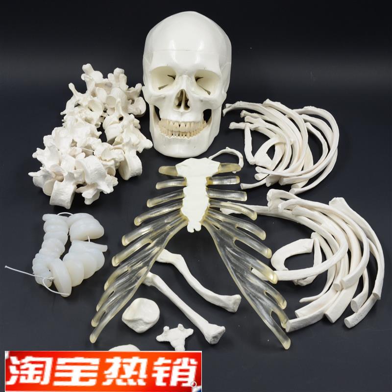 人体全身散骨模型1o70cm仿真骨骼模型骨架模型医用正骨