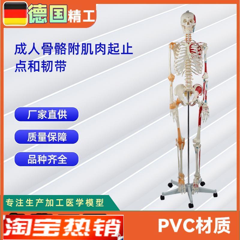 成人骨骼a附肌肉起止点和带韧带模型人体骨骼模型教学模型