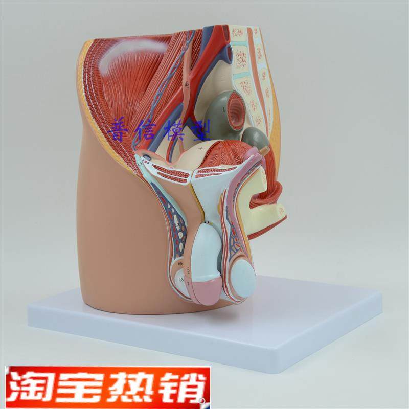 普信计生b模型男性生殖泌尿盆腔系统模型男性骨盆正中矢状切模型