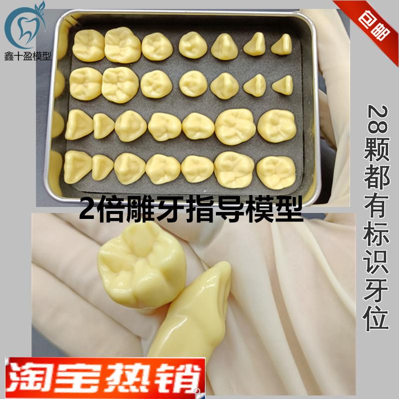 牙科牙齿模型2倍标准雕刻模型口腔模型牙科教R学对照模型两倍牙