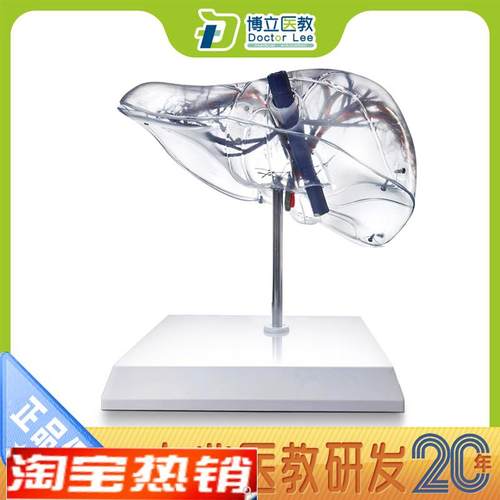 透明肝模a型自然大透明肝段肝脏解剖模型肝脏模型血管