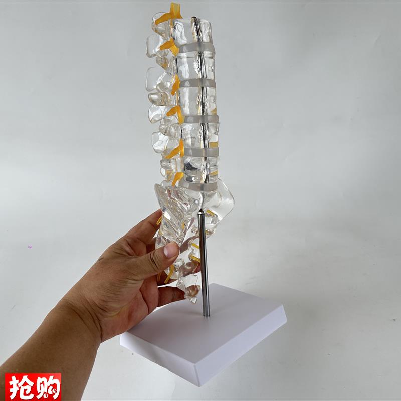 透明腰椎带尾骨模型椎间盘u脊神经骶骨尾椎骨脊椎脊柱骨科立体教