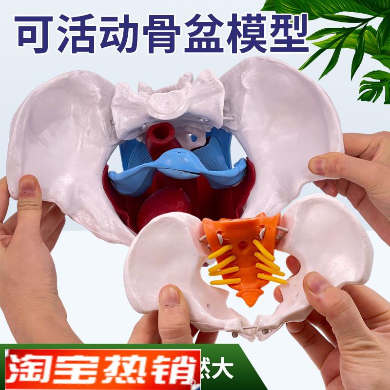 可活动女性骨盆模型人体动态解剖盆底肌教学M腰椎产后康复培训骨