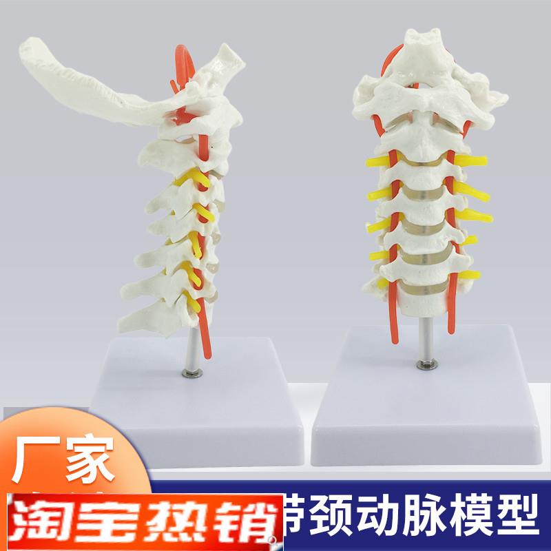 教学仿真人体颈椎带颈动r脉颈骨血管后枕骨椎间盘与神经教学模型