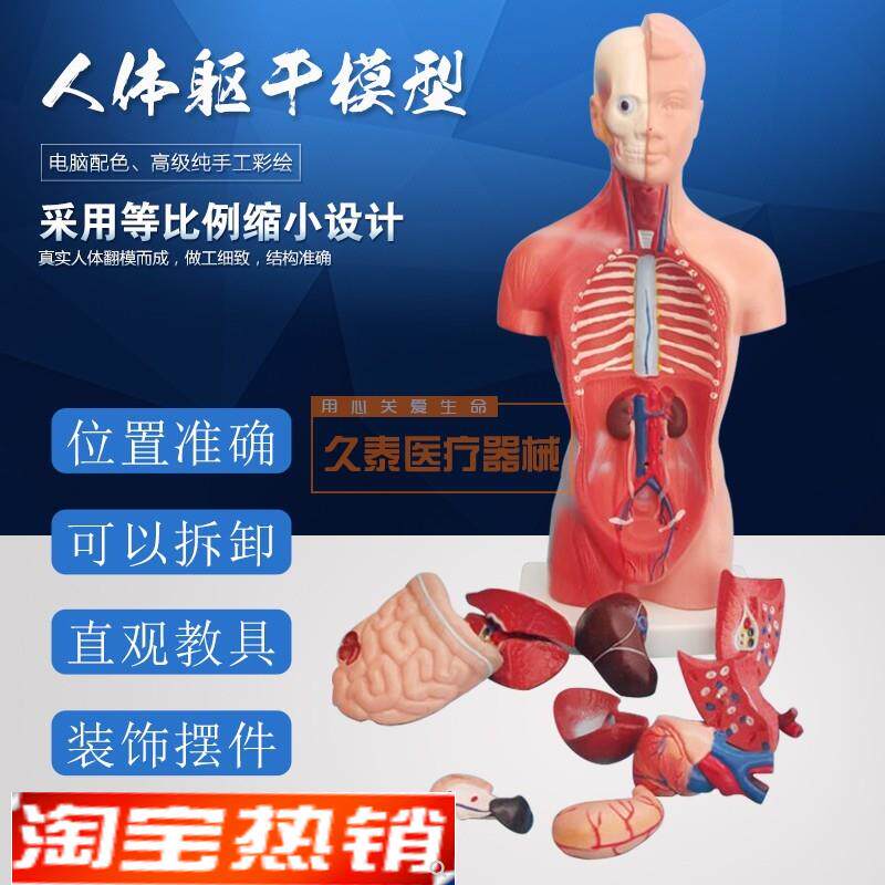 人体躯干模型人体内脏器官解剖中小学生理教S育解剖学内脏结构