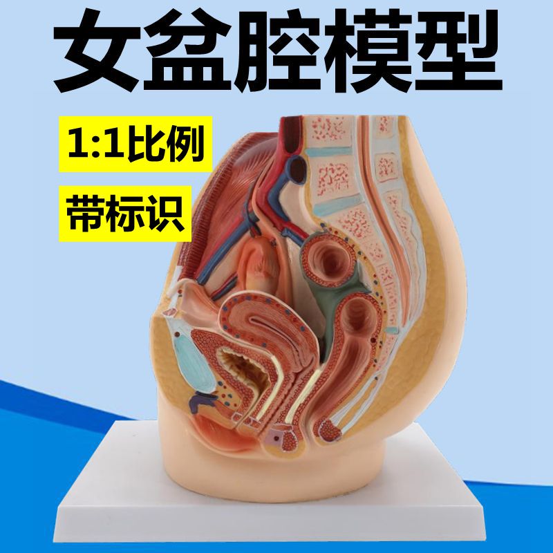 女性盆底肌脏器i子宫附件 男性生殖睾丸腹腔模型骨盆妇幼产后修复