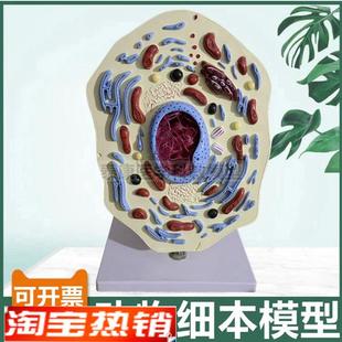 动物细胞模型细胞器线粒体细胞核细胞膜中K学生物课配套用微细结