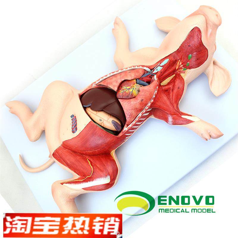 颐诺正品c猪解剖模型猪胚胎猪器官内脏肌肉神经兽医学习动物解剖,文具电教/文化用品/商务用品,教学仪器/实验器材,淘宝优惠券,粉丝福利购,淘宝优惠卷
