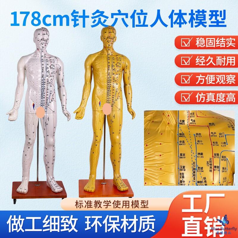 170178CM人体穴位模型半肌肉针灸模型肌肉解剖成人11经络模型