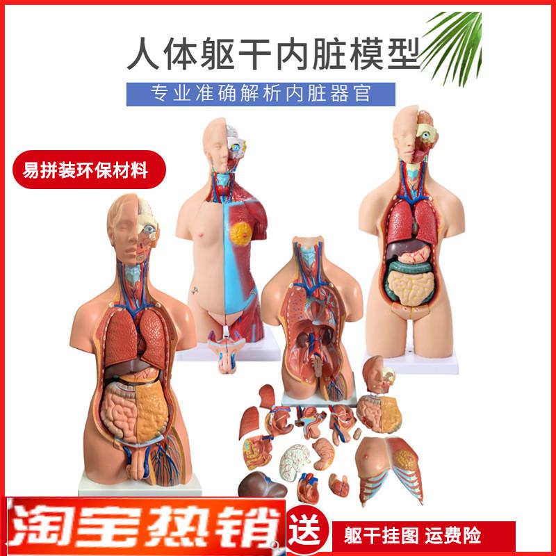 人体解剖模型器官可拆卸s医学教学心脏内脏模型玩具躯干系统结构