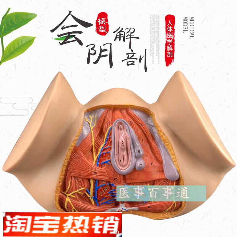 女性会阴c模型会阴解剖模型妇科解剖模型女性生殖器官解剖模型