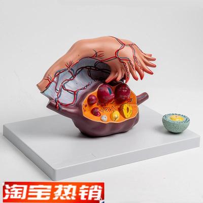 卵巢放大模型输卵l管伞黄体白体妇科生殖卵巢韧带卵泡内分泌腺体