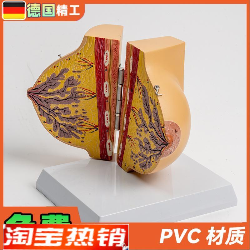 德国】乳房模型胸模型胸部解剖模型静止I期女性乳房结构造医学教