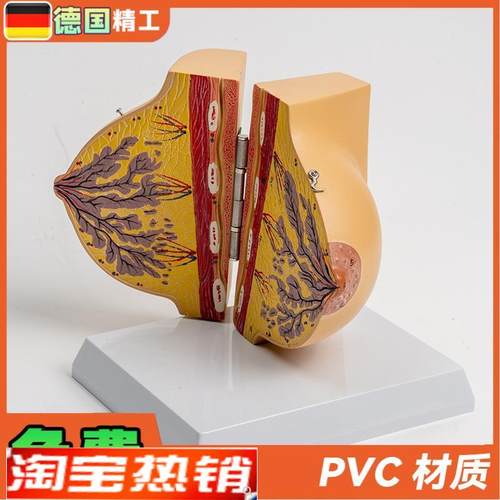 德国】乳房模型胸模型胸部解剖模型静止I期女性乳房结构造医学教
