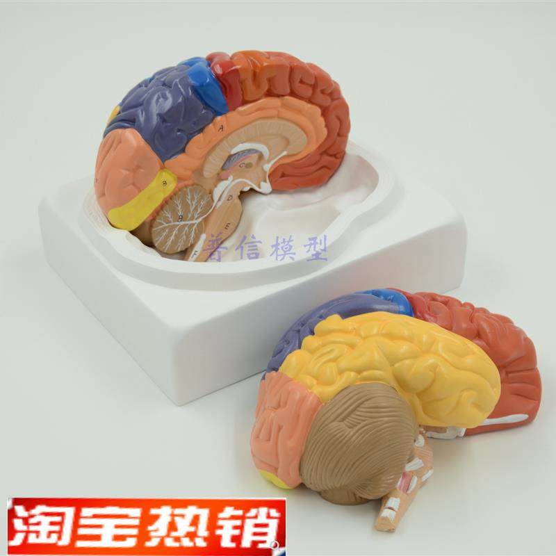 脑模型脑功能区域模型解剖模y型人体大脑解剖模型教用医用包邮