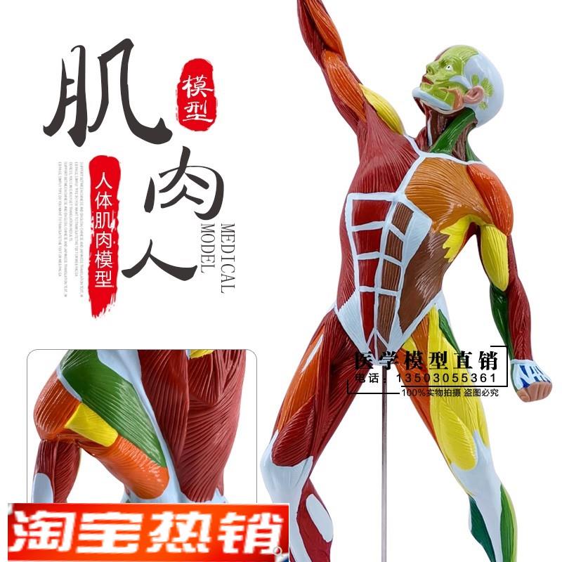 医学美术人体全身肌肉模型运动肌肉解剖系统R健身教学肌肉解剖