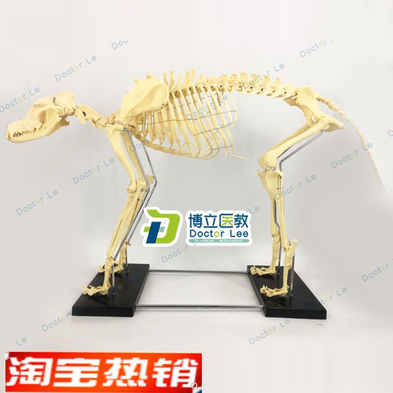 狗骨架动物骨骼宠物兽医教学模型医用教Y仪医学教具
