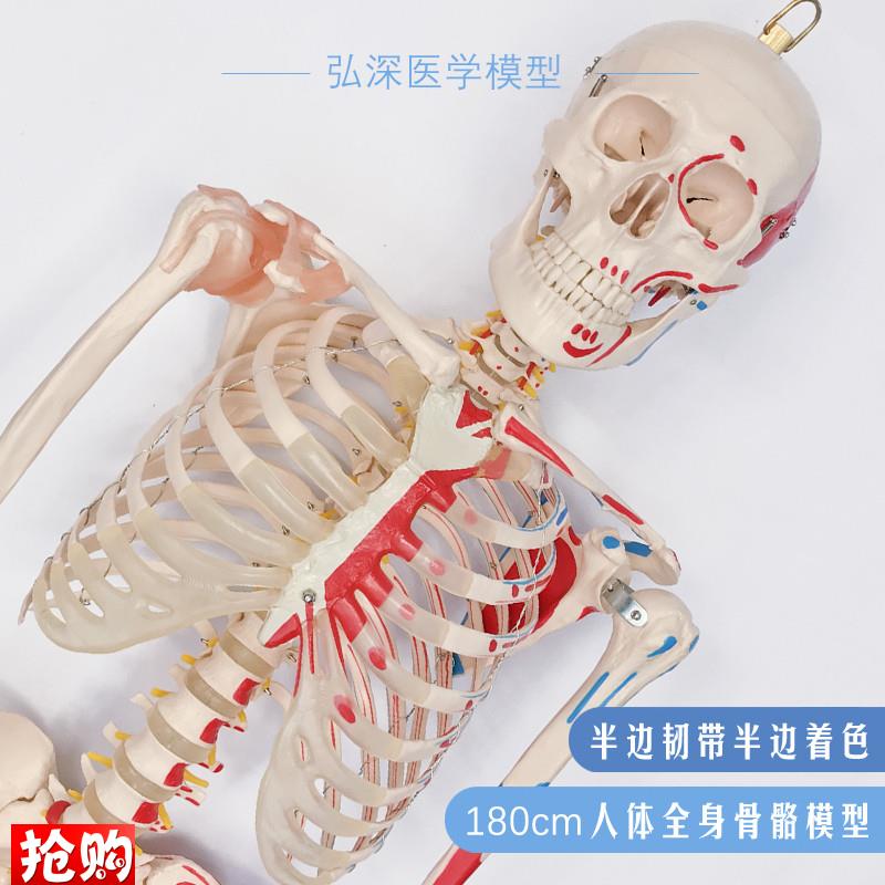 180人体全身骨骼模型大骨架骷髅韧带肌J肉起止点着色医学教学模具