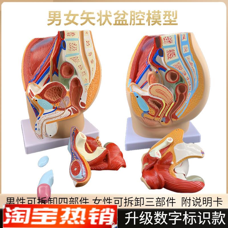男女性盆a腔矢状解剖模型女性生殖器官模型男女性生殖系统解剖模
