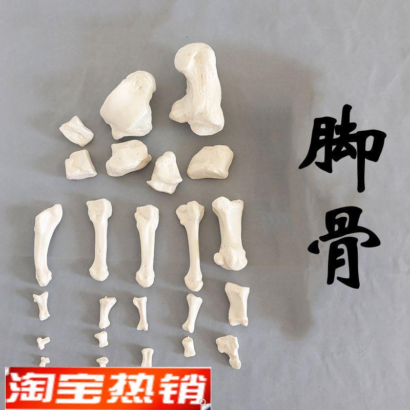 脚骨模型散的跟骨距骨脚趾1w比1真实倒模仿真手骨可活动造型医美