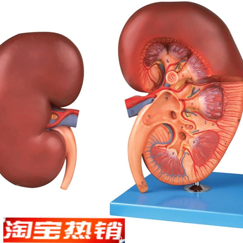 肾脏解剖放大k模型/解剖模型14005