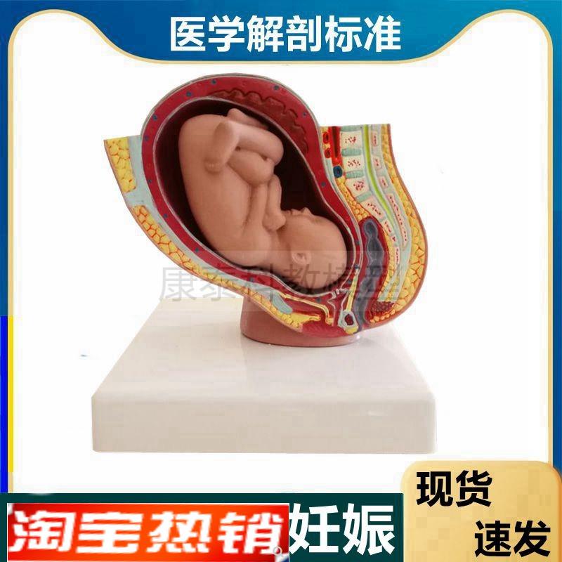 妊娠模型腹腔解剖足月胎儿产科临床教学助产示教产康W月嫂家政培