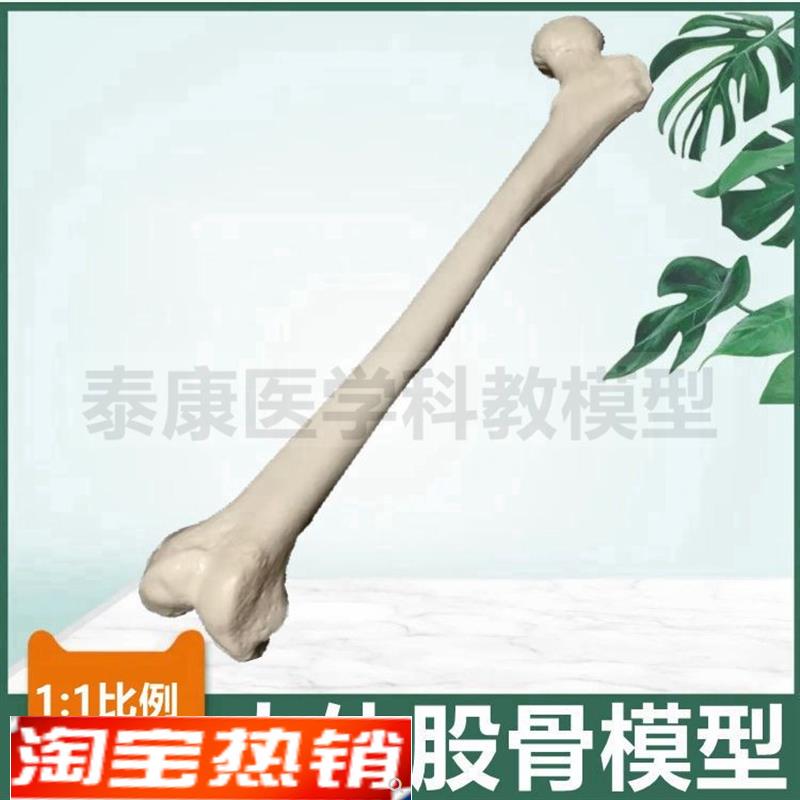 股骨模型大腿骨胫骨腓骨下肢长骨上肢尺J桡骨真实倒模医用美术造